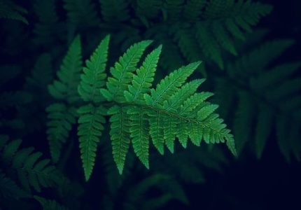 leaf-4796054_640-compressed leaf-4796054_640-compressed